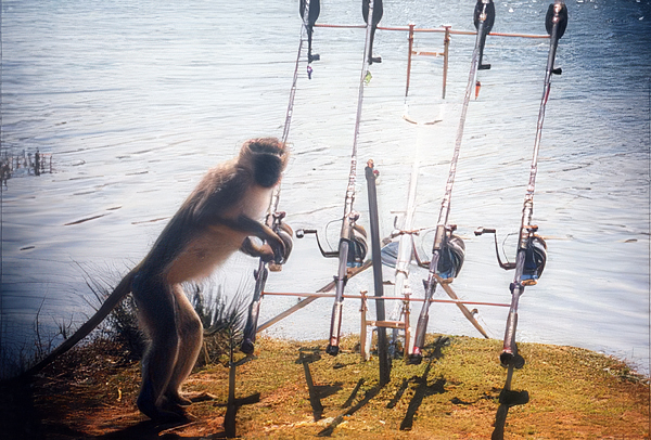 Carp Fishing in South Africa