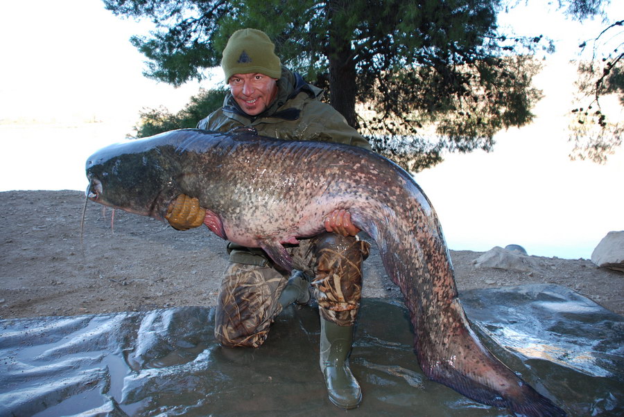 Spain Catfish